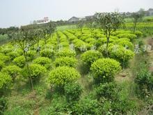 優質林業產品供應 黃葉女貞、小葉女貞與月季花