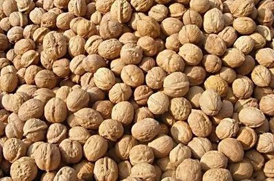 新疆 特色林果提質增效 精準扶貧開花結果