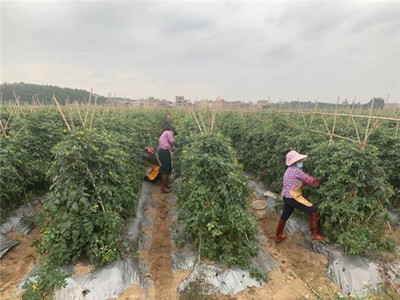 廣州市從化區科學技術協會 信息化賦能科技服務新未來